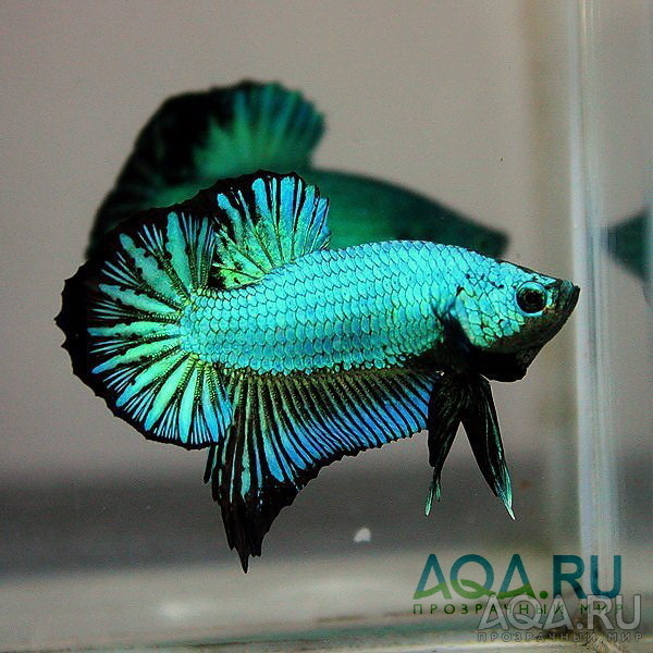 Betta splendens