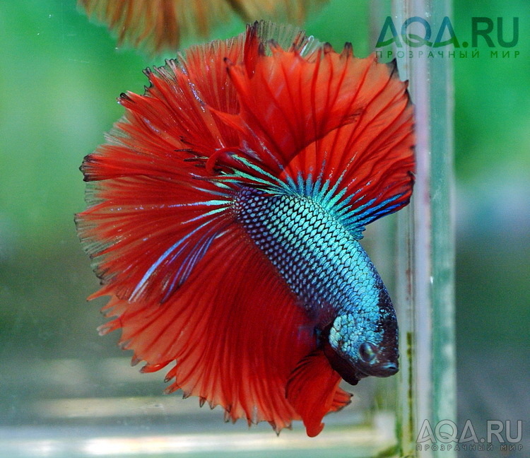 Betta splendens