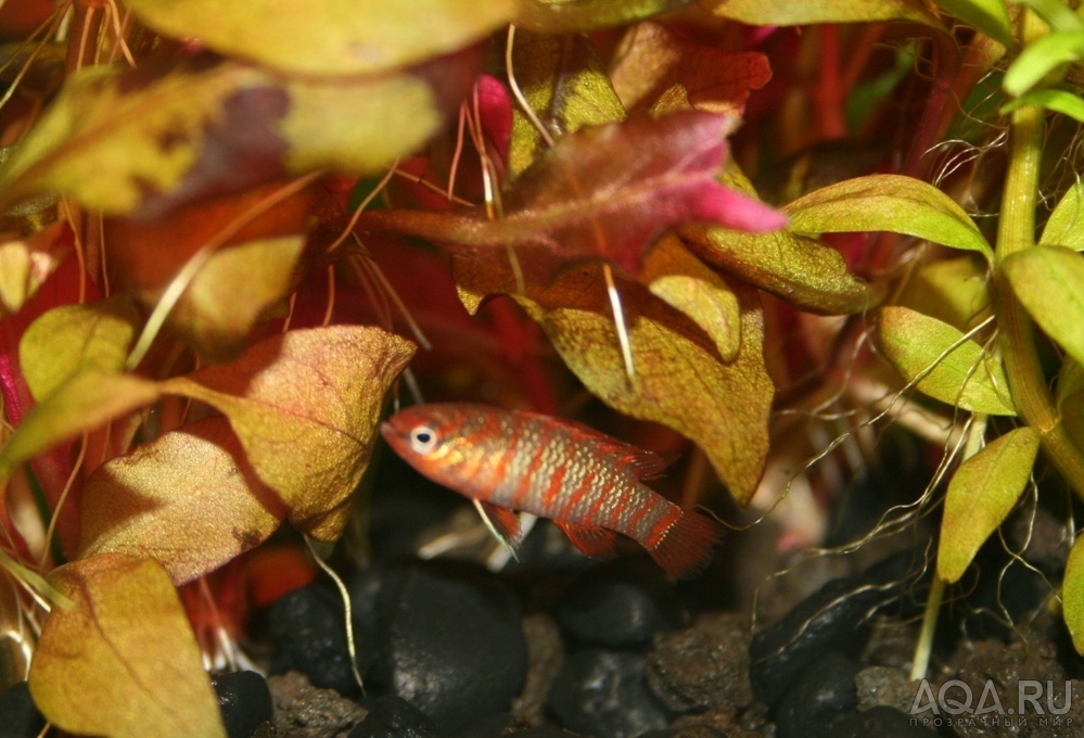 scarlet badis