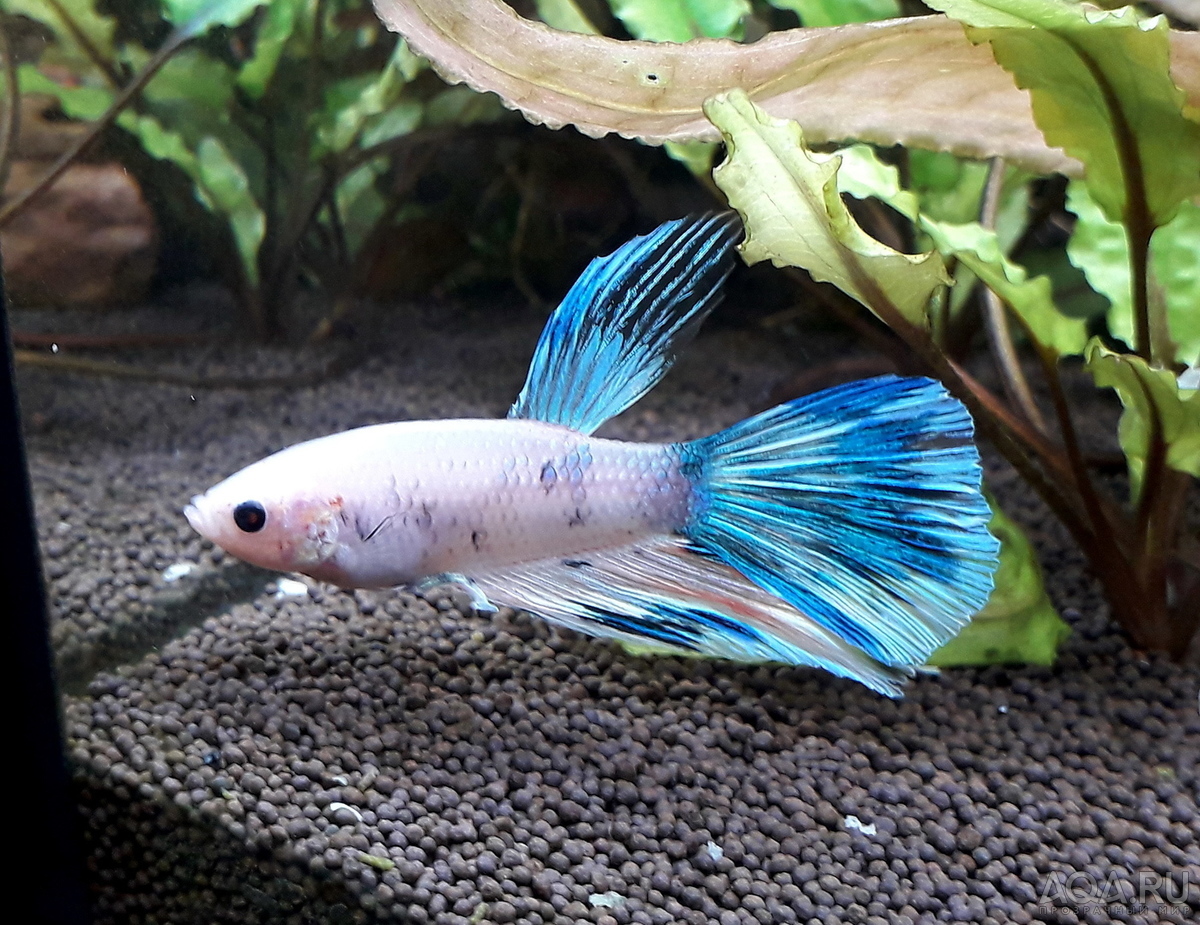 Фотографии наших Betta splendens