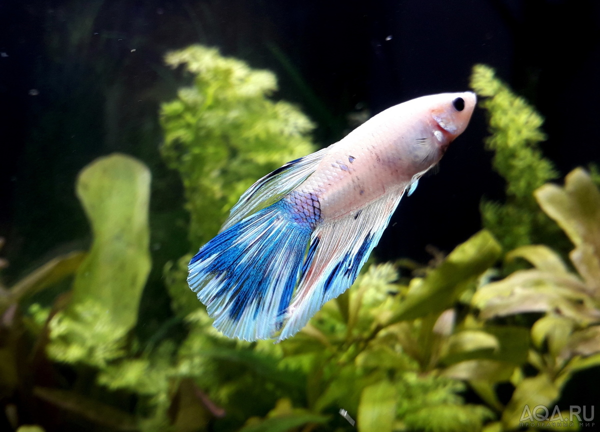 Фотографии наших Betta splendens