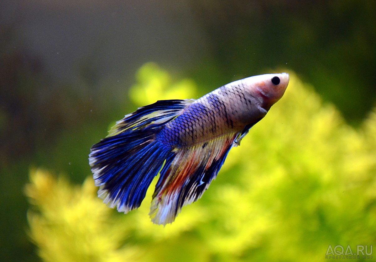 Фотографии наших Betta splendens