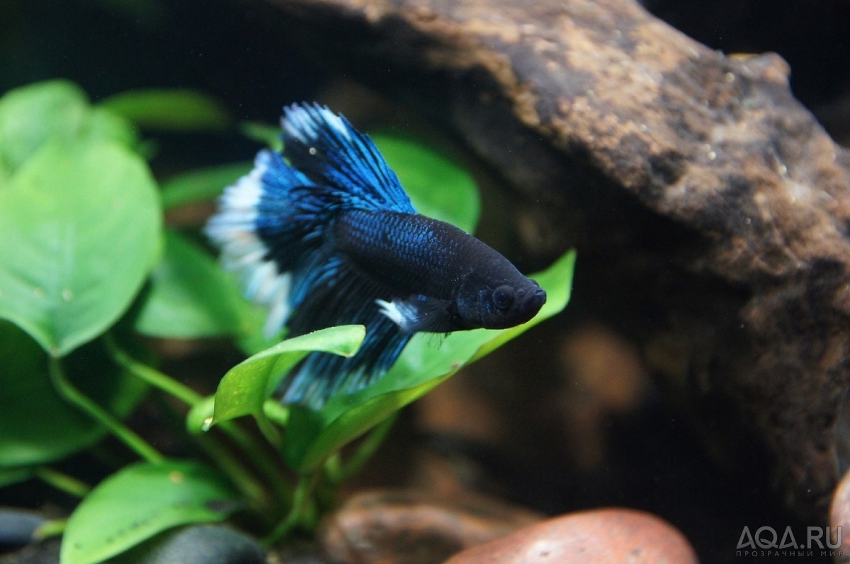 Фотографии наших Betta splendens