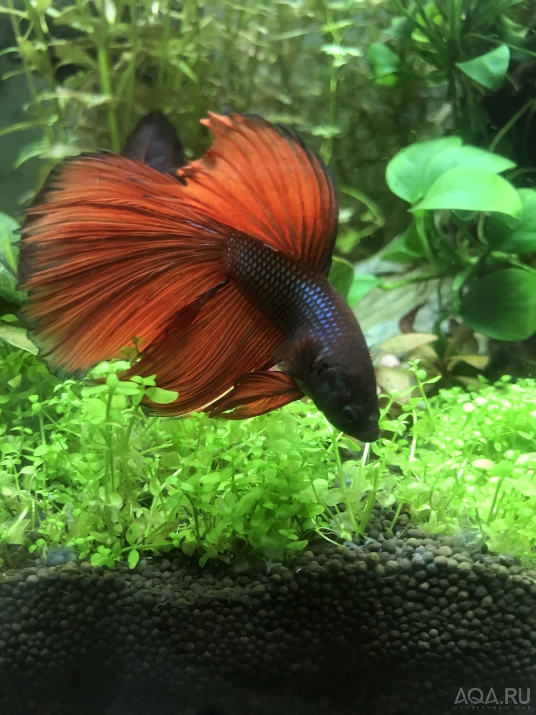 Фотографии наших Betta splendens