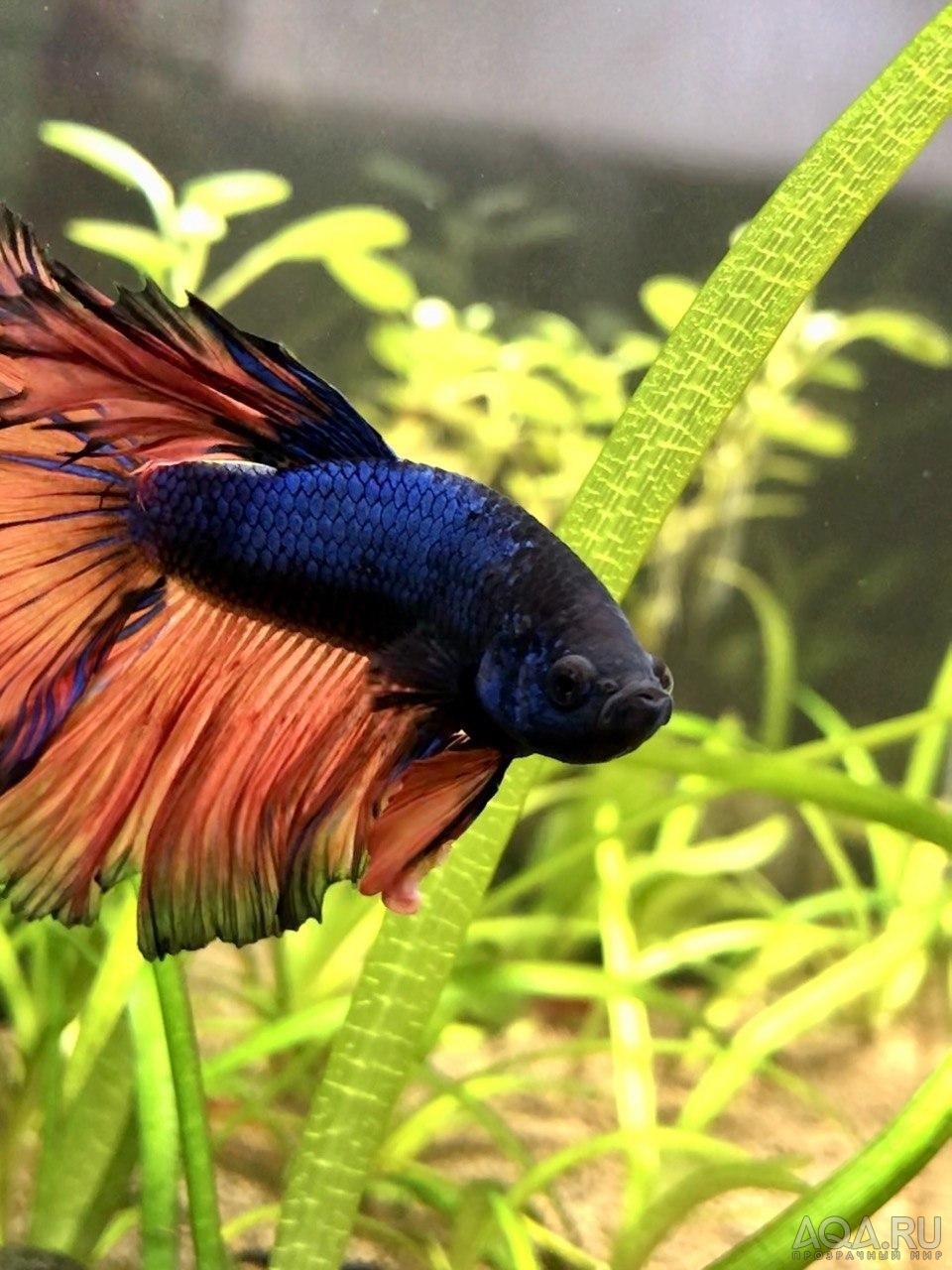 Фотографии наших Betta splendens