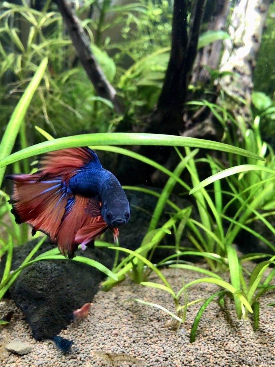 Фотографии наших Betta splendens