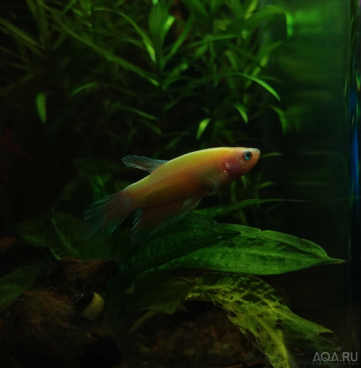 Петушок Glofish