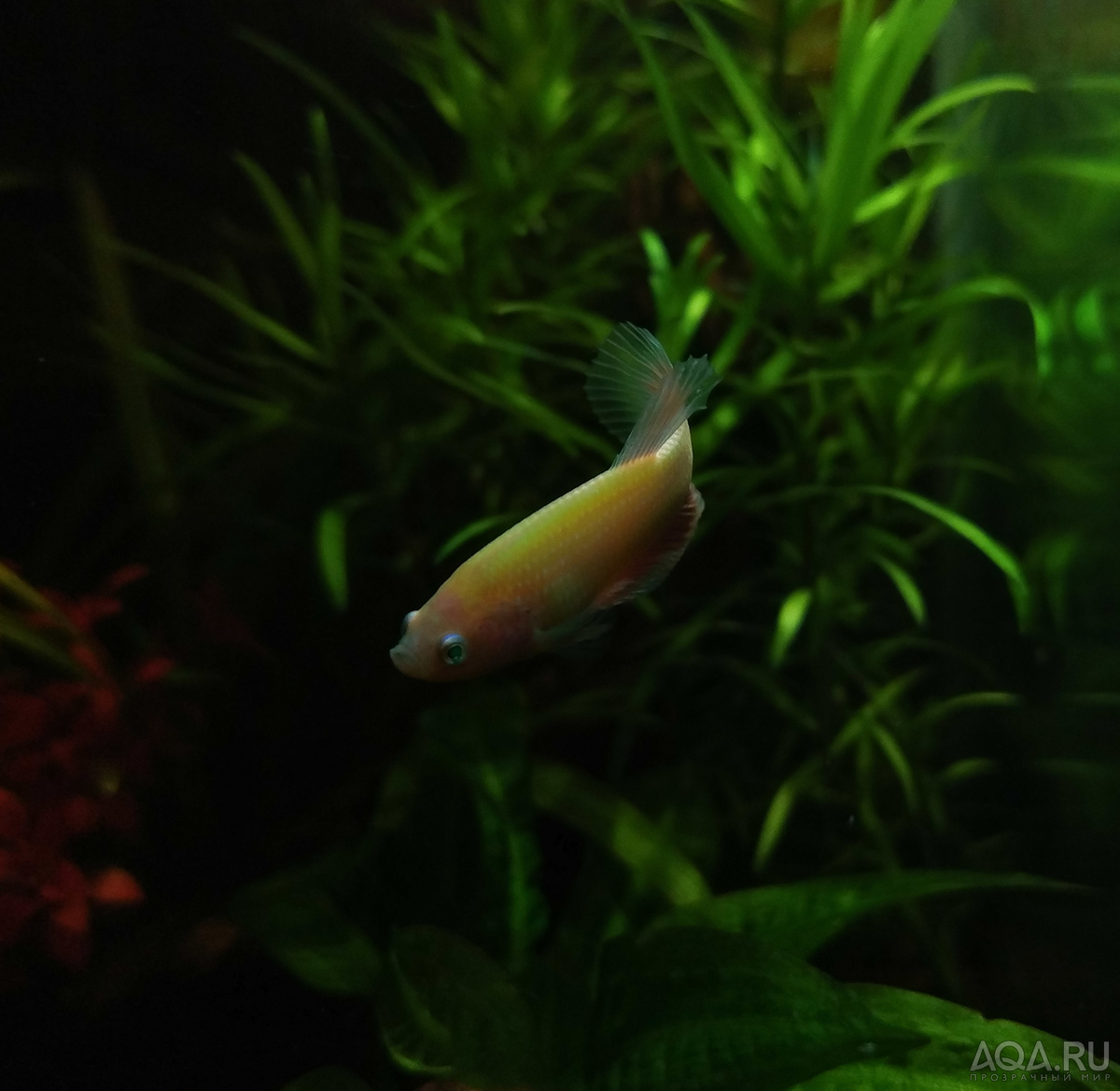 Петушок Glofish