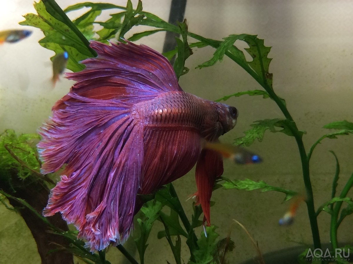 Фотографии наших Betta splendens