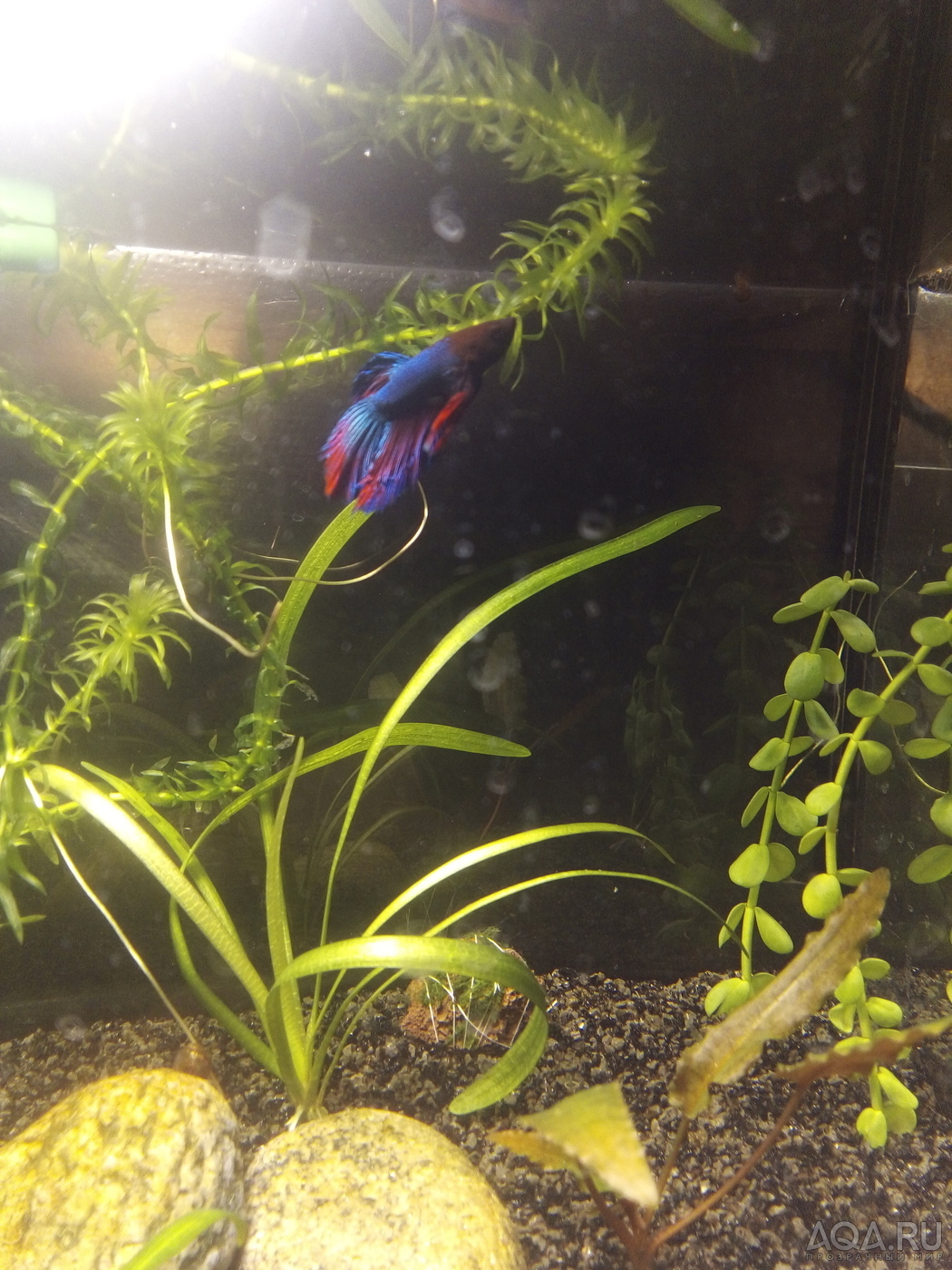 Фотографии наших Betta splendens