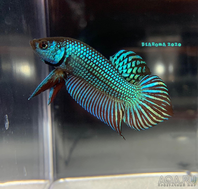 Betta mahachaiensis