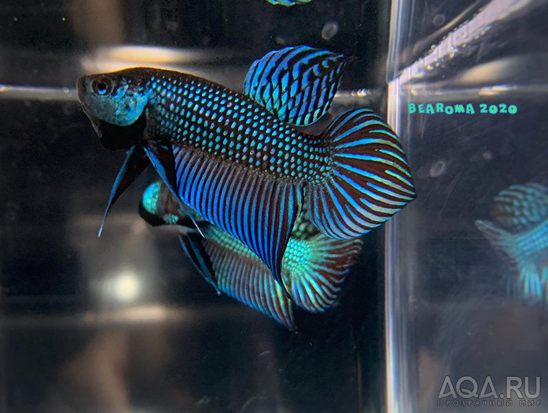 Betta mahachaiensis