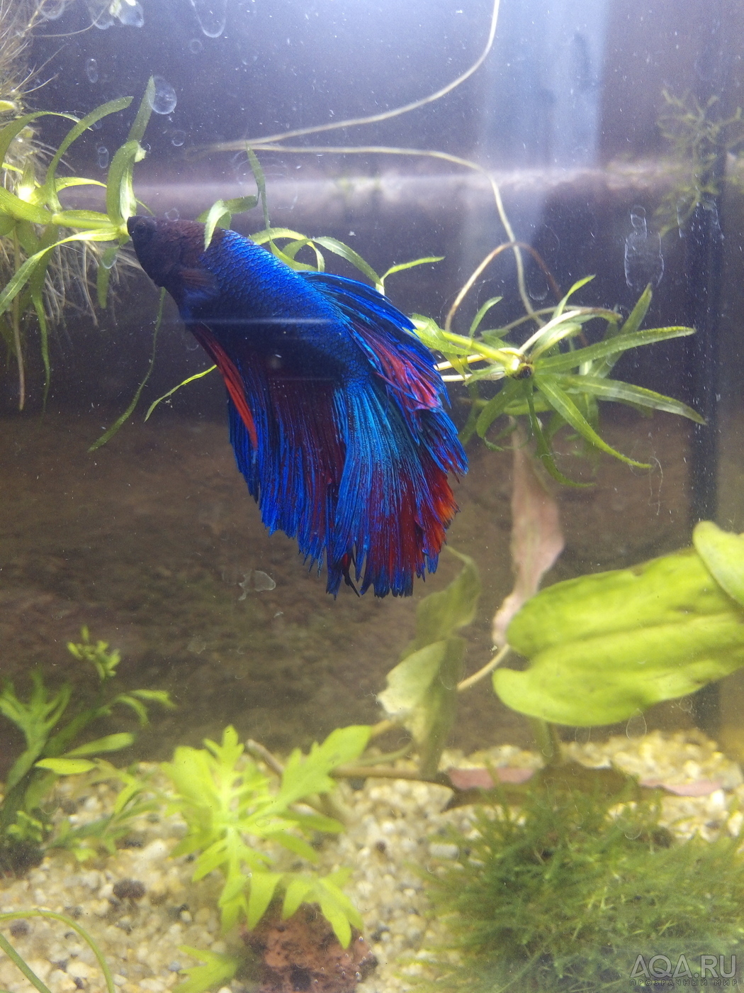 Фотографии наших Betta splendens