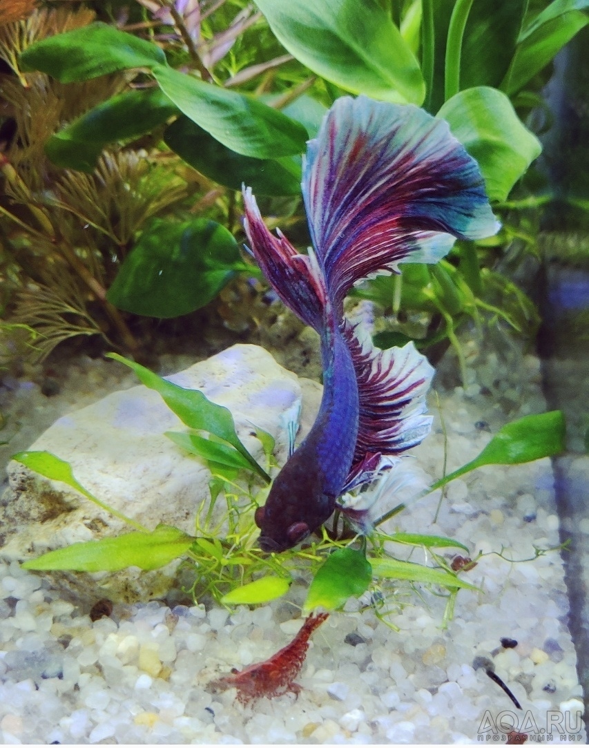 Фотографии наших Betta splendens