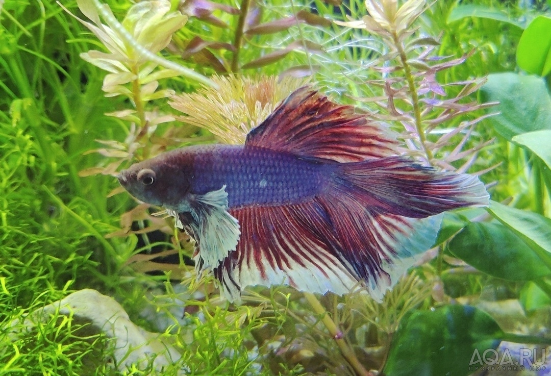 Фотографии наших Betta splendens