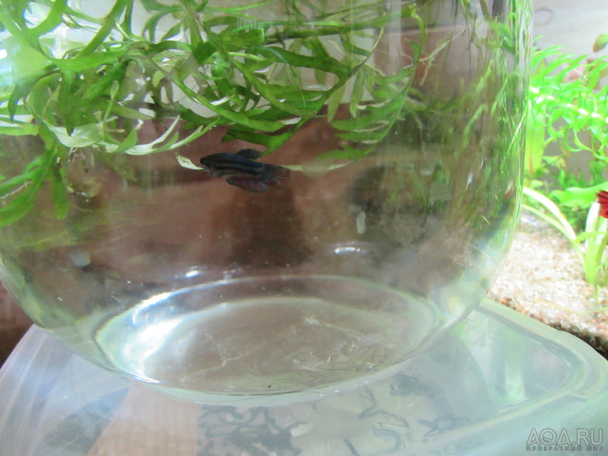 Моя планета BETTA