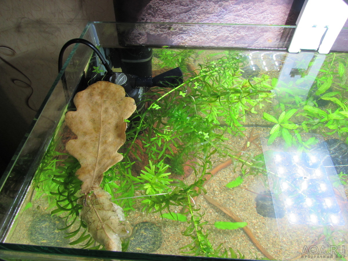 Моя планета BETTA