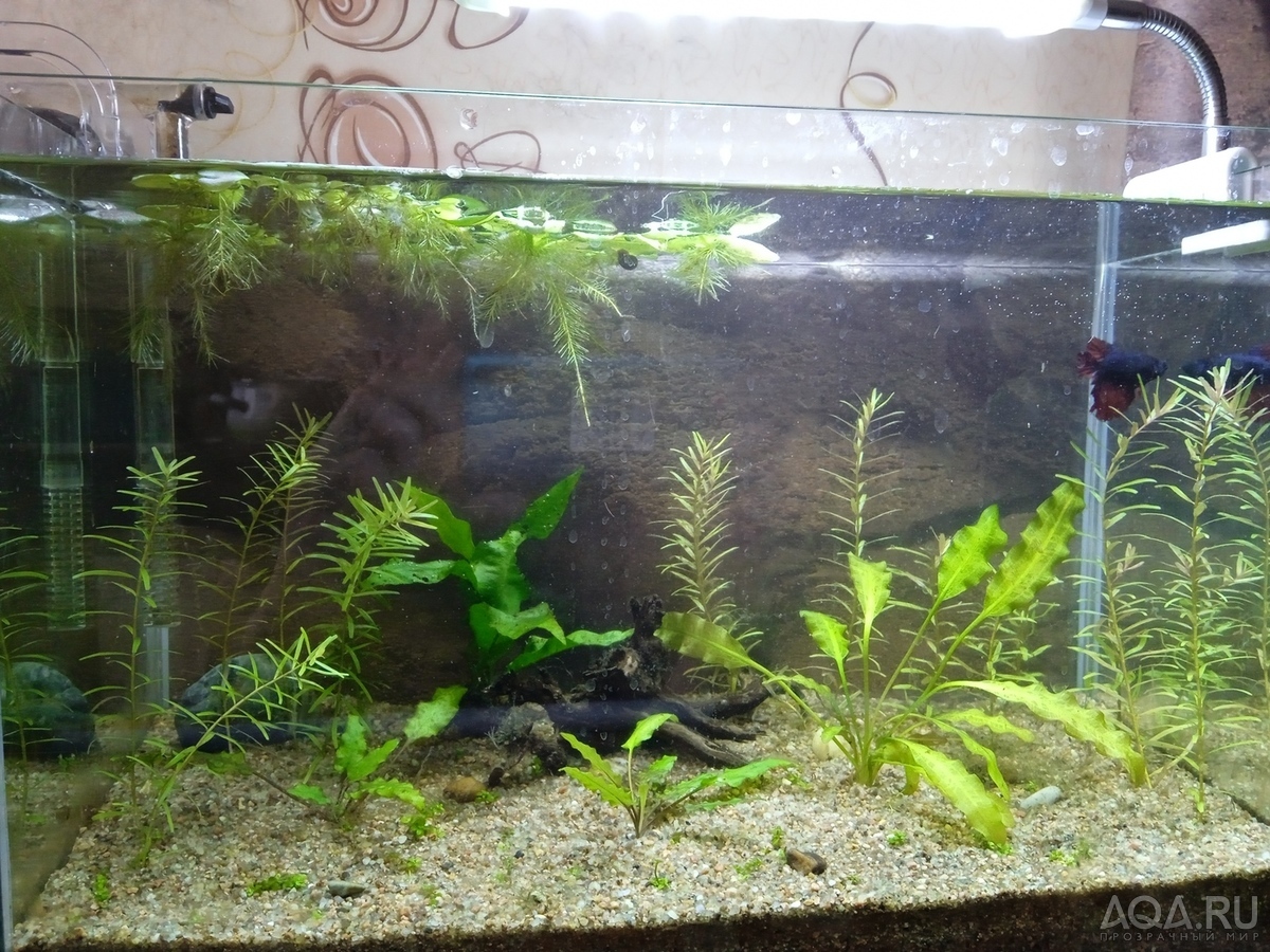 Моя планета BETTA