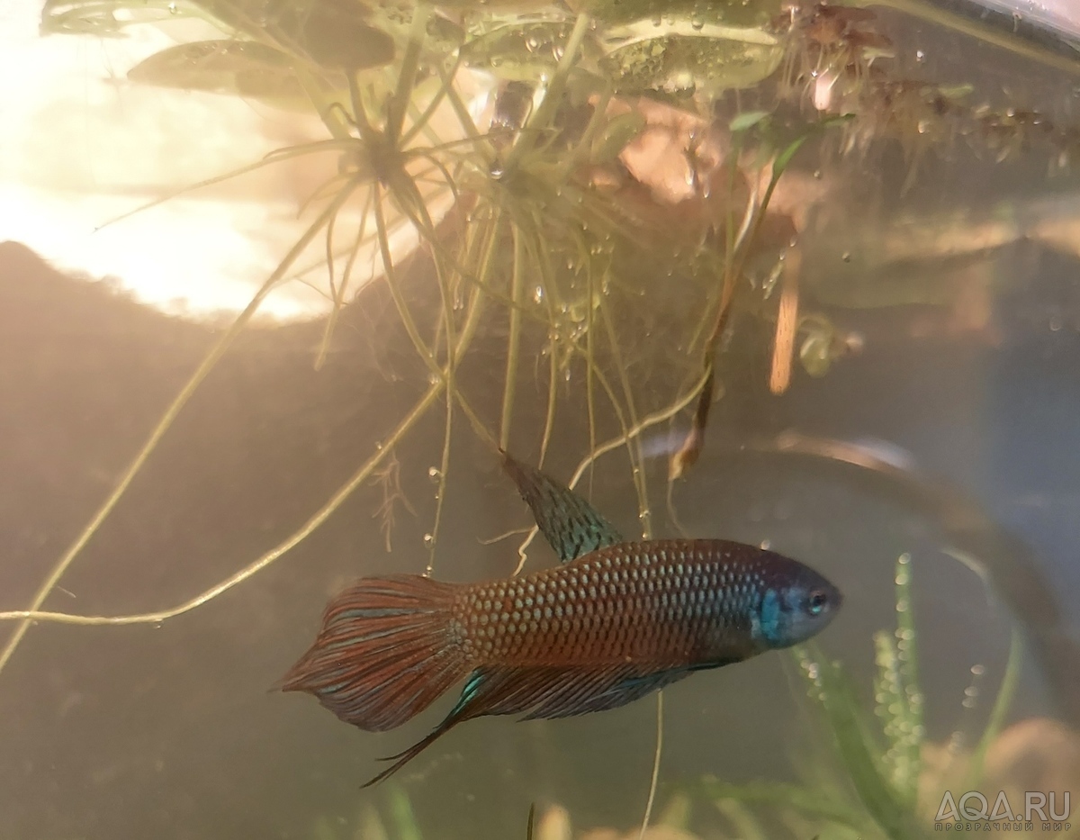 Betta mahachaiensis