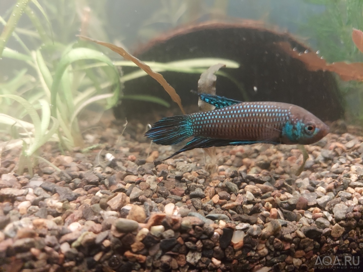 Betta mahachaiensis