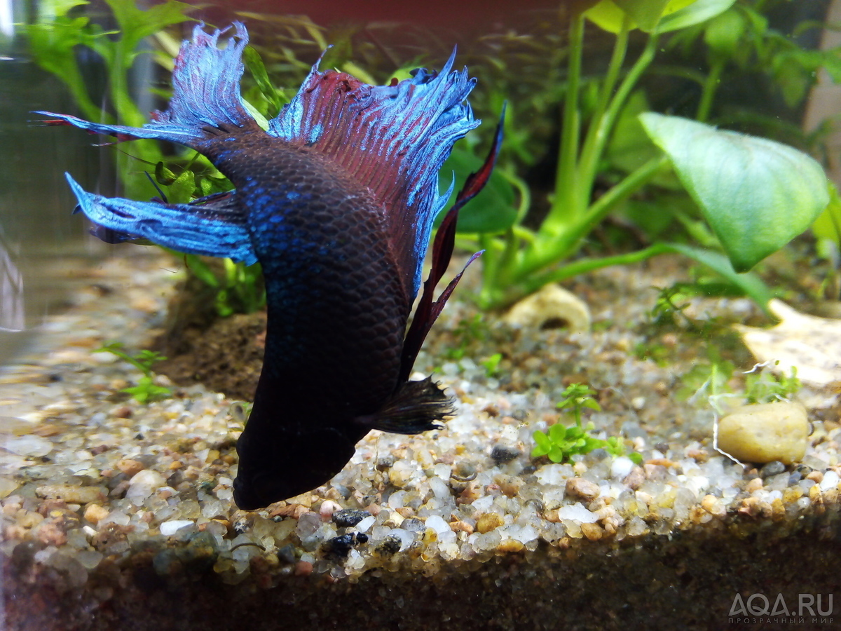 Фотографии наших Betta splendens