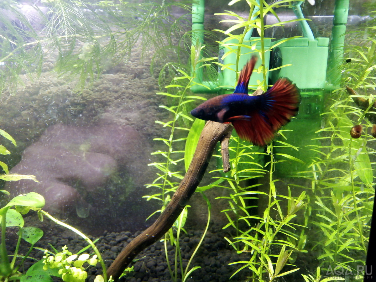 Моя планета BETTA