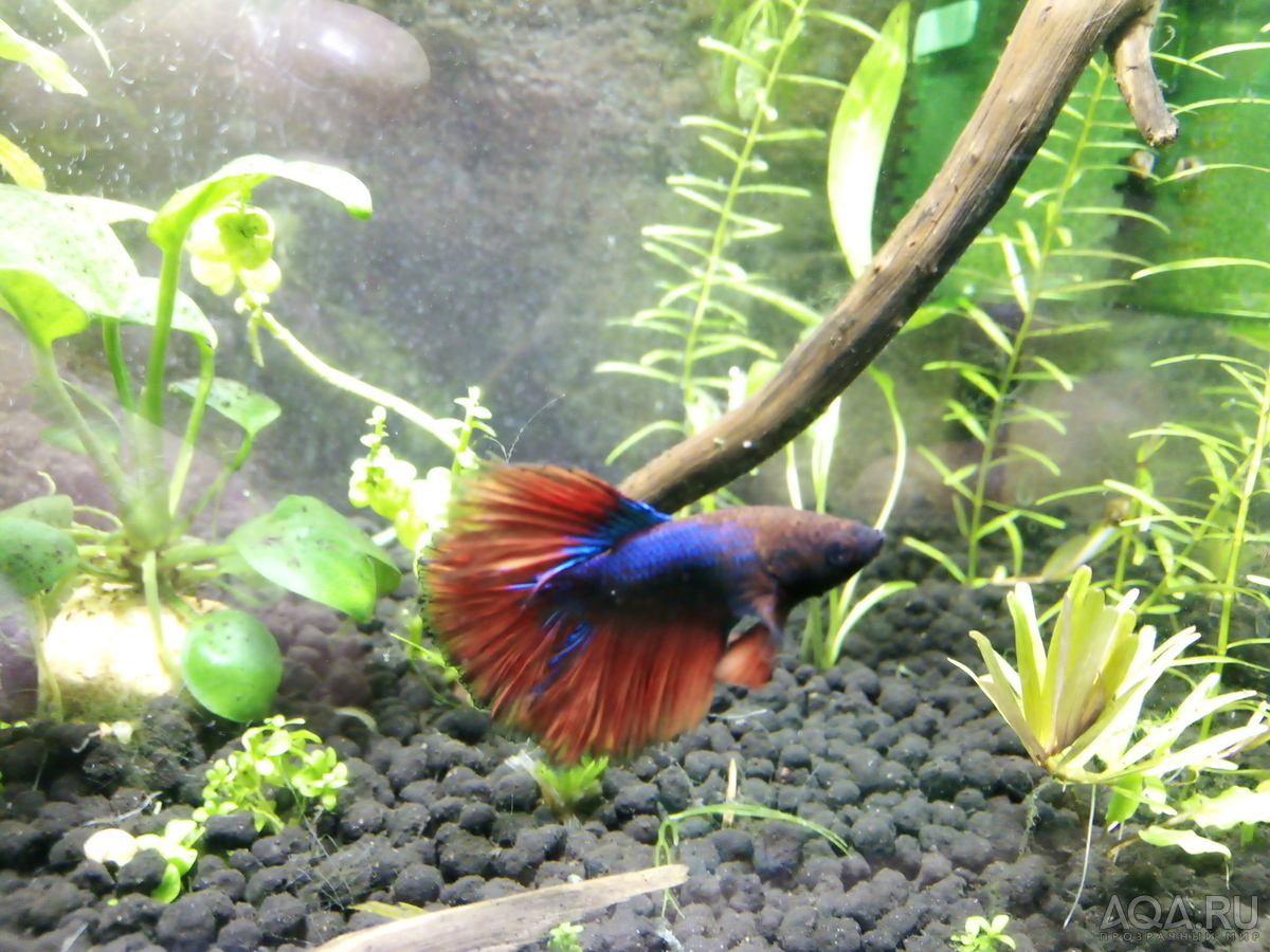 Моя планета BETTA