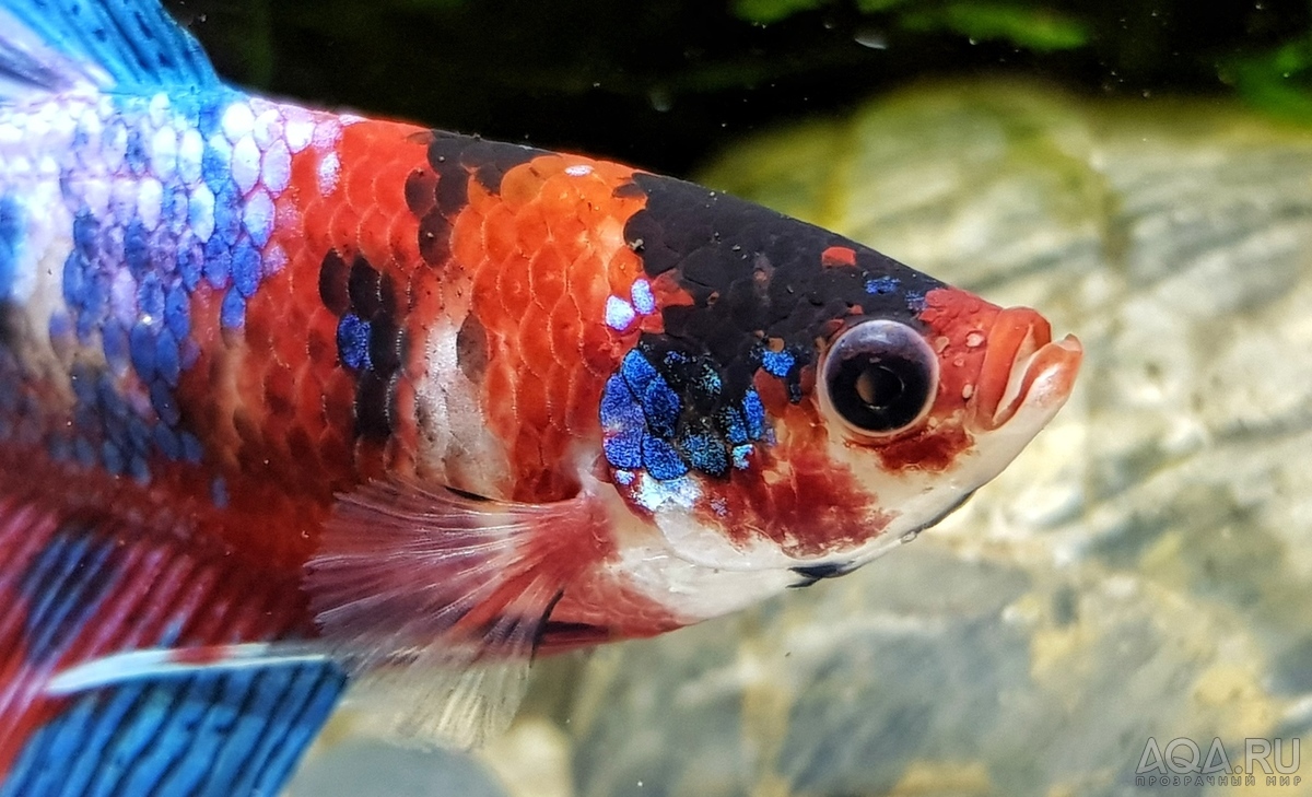 Фотографии наших Betta splendens