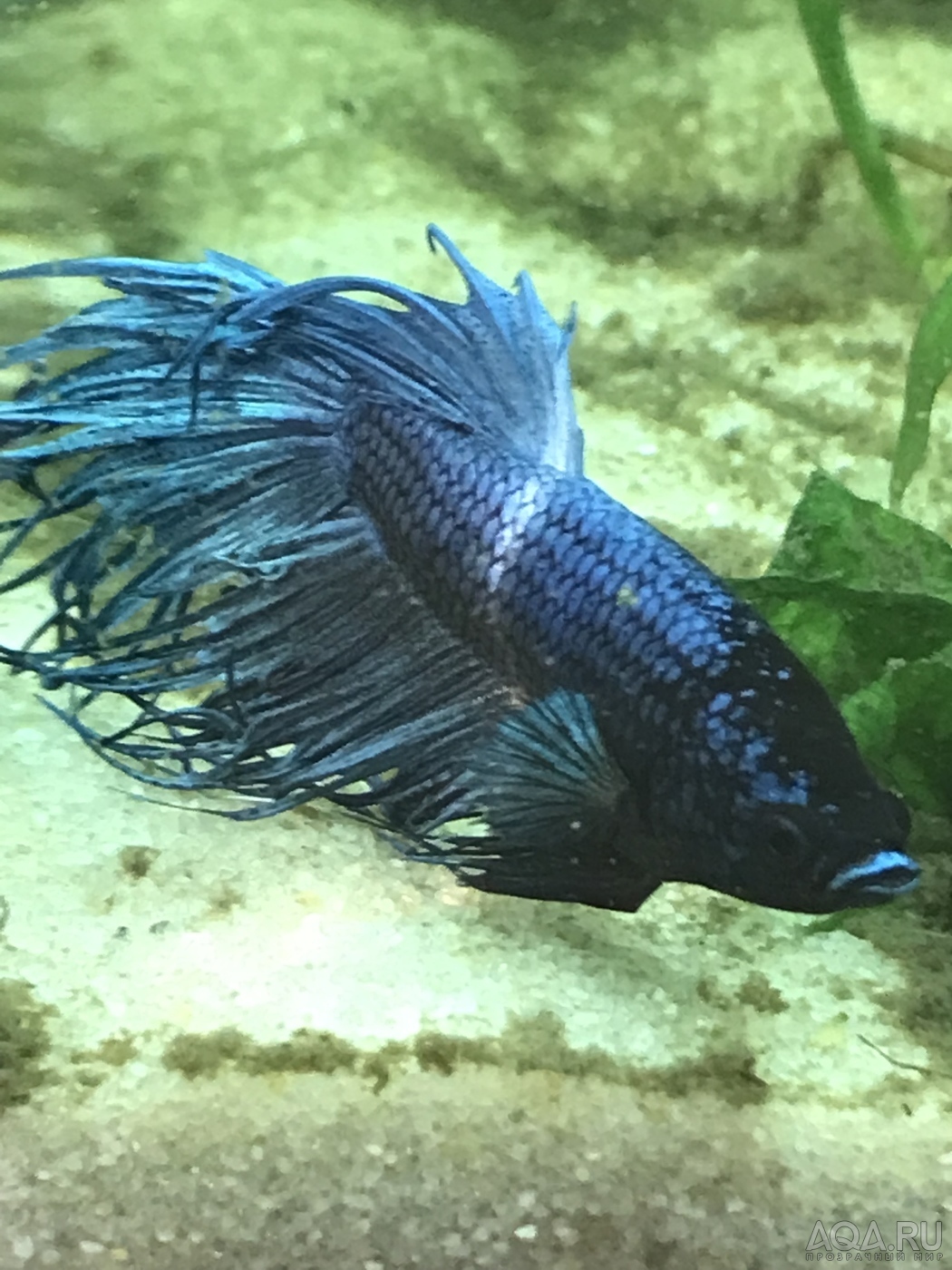 Фотографии наших Betta splendens