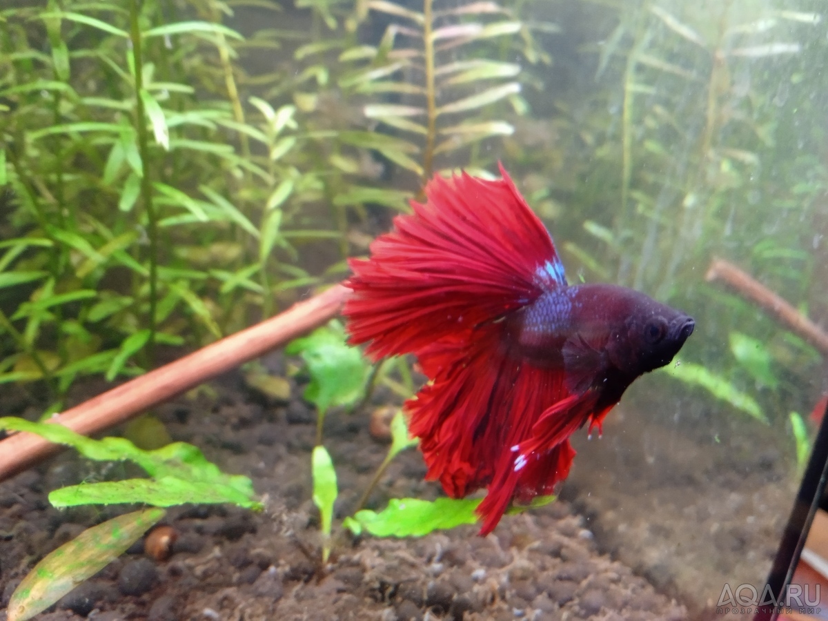 Фотографии наших Betta splendens