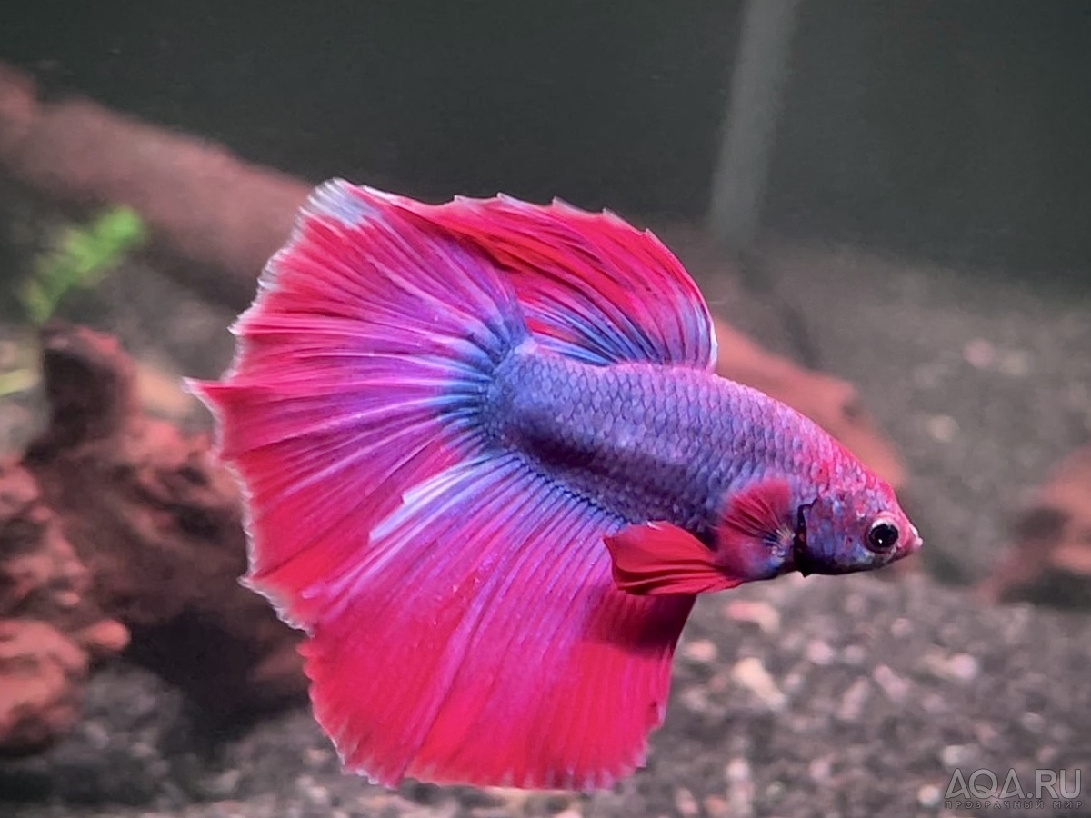 Фотографии наших Betta splendens