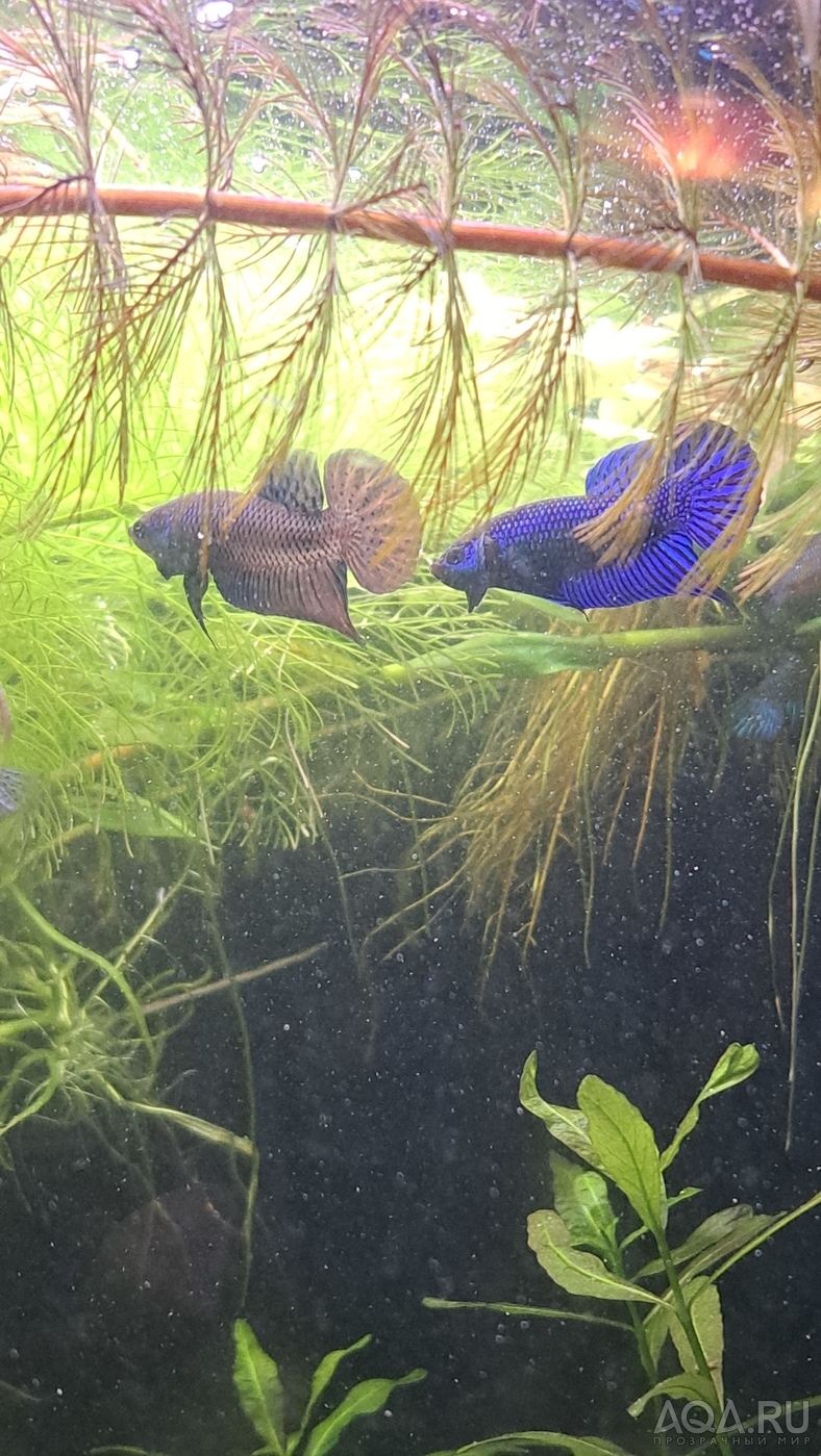 Betta mahachaiensis