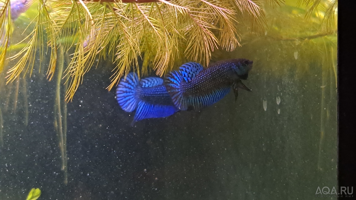 Betta mahachaiensis