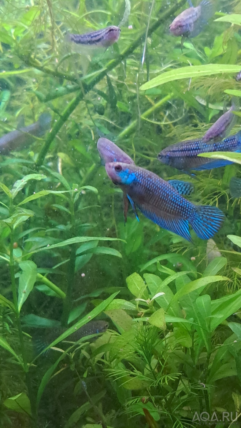 Betta mahachaiensis