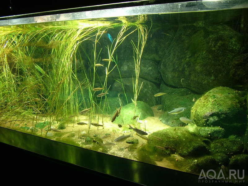 London Aquarium 02