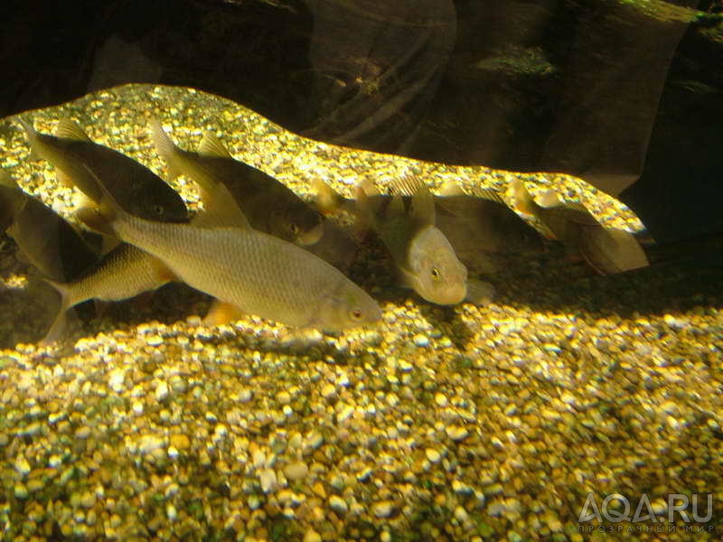 London Aquarium 05