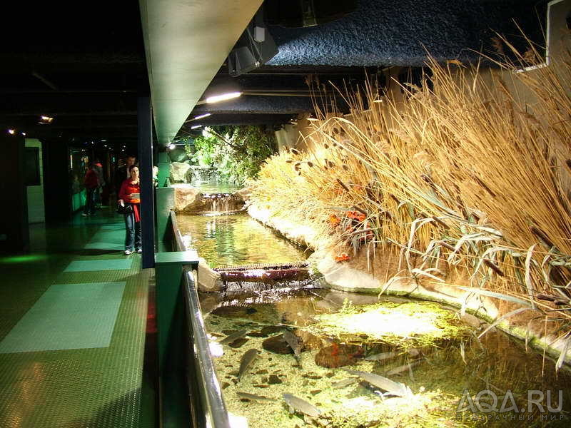 London Aquarium 06