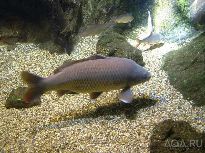 London Aquarium 07