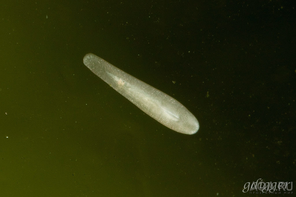 Planaria?