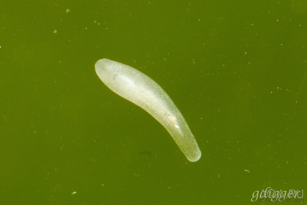 Planaria?