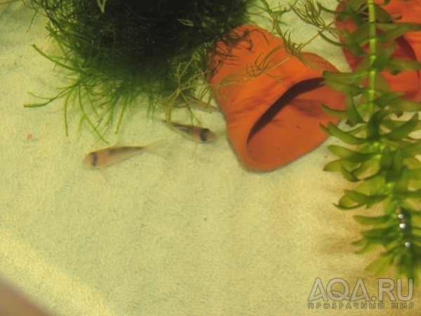 По-видимому, corydoras adolfi