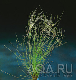 Eleocharis vivipara