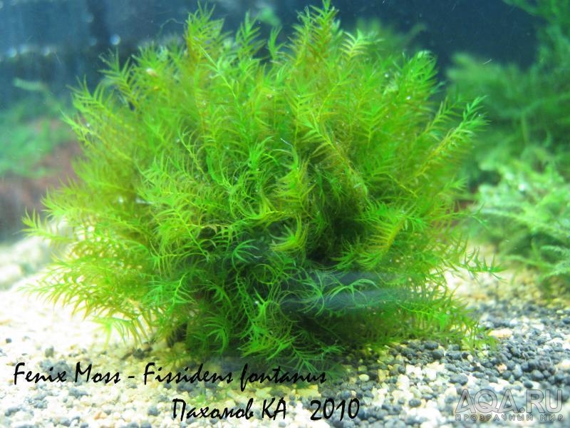 Fenix Moss - Fissidens fontanus