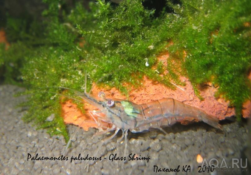 Glass Shrimp