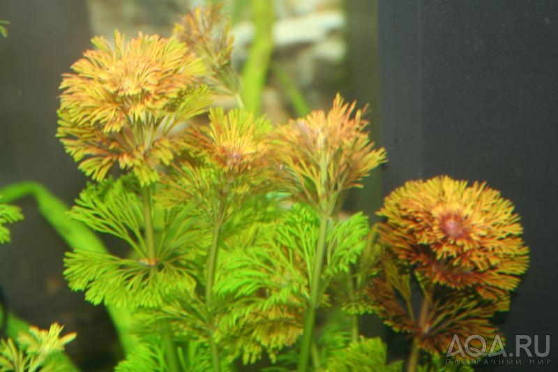 Rote Limnophila sessiliflora