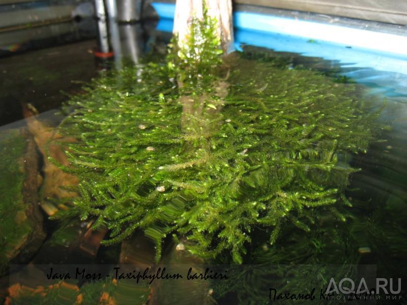 Java Moss - Taxiphyllum barbieri