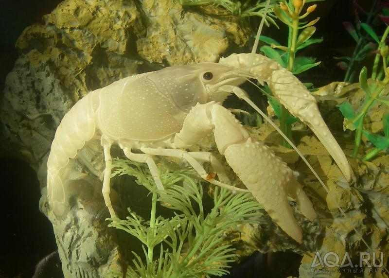 procambarus clarkii white