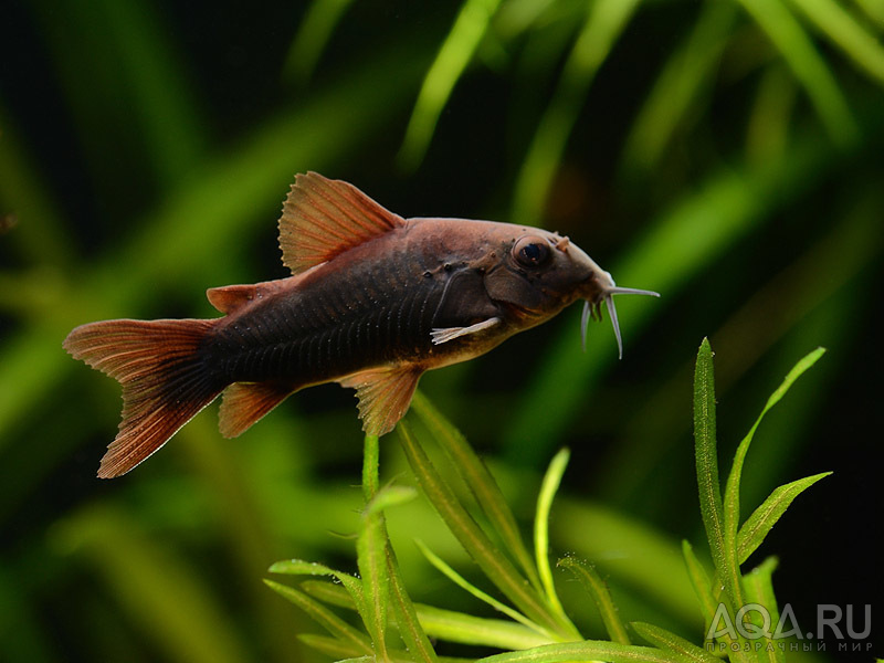 Corydoras black 1