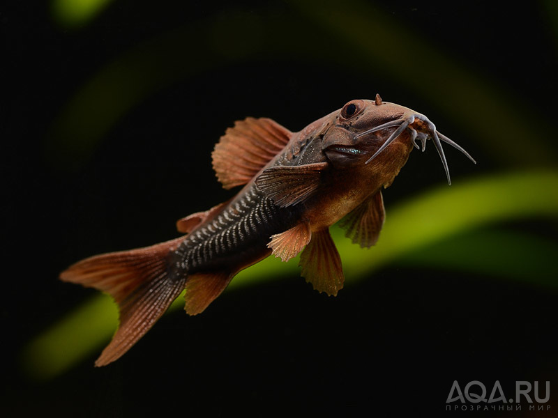 Corydoras black 2