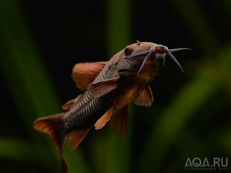 Corydoras black 3